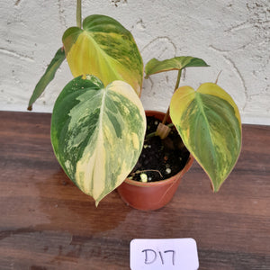 #D17 Variegated Philodendron Hederaceum var. Hederaceum (Micans)
