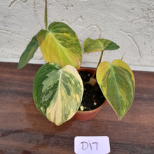 Load image into Gallery viewer, #D17 Variegated Philodendron Hederaceum var. Hederaceum (Micans)