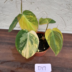 #D17 Variegated Philodendron Hederaceum var. Hederaceum (Micans)