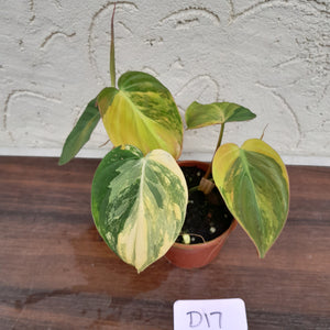 #D17 Variegated Philodendron Hederaceum var. Hederaceum (Micans)