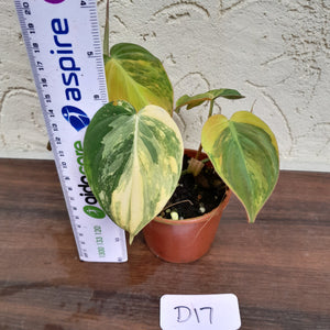 #D17 Variegated Philodendron Hederaceum var. Hederaceum (Micans)