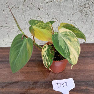 #D17 Variegated Philodendron Hederaceum var. Hederaceum (Micans)