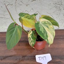 Load image into Gallery viewer, #D17 Variegated Philodendron Hederaceum var. Hederaceum (Micans)