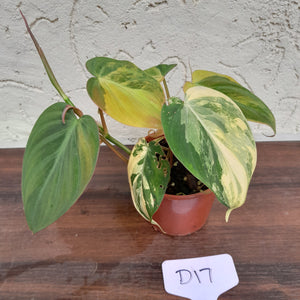 #D17 Variegated Philodendron Hederaceum var. Hederaceum (Micans)