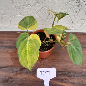 #D17 Variegated Philodendron Hederaceum var. Hederaceum (Micans)
