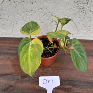 #D17 Variegated Philodendron Hederaceum var. Hederaceum (Micans)