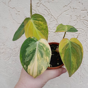 #D17 Variegated Philodendron Hederaceum var. Hederaceum (Micans)