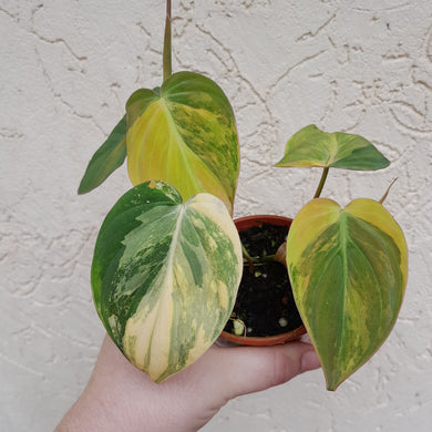 #D17 Variegated Philodendron Hederaceum var. Hederaceum (Micans)