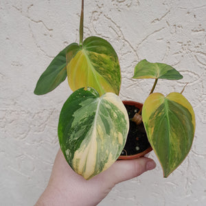 #D17 Variegated Philodendron Hederaceum var. Hederaceum (Micans)