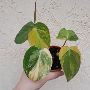 #D17 Variegated Philodendron Hederaceum var. Hederaceum (Micans)