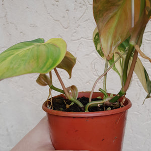 #D17 Variegated Philodendron Hederaceum var. Hederaceum (Micans)