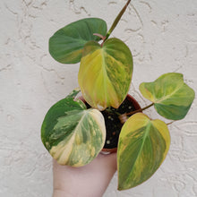 Load image into Gallery viewer, #D17 Variegated Philodendron Hederaceum var. Hederaceum (Micans)