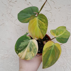#D17 Variegated Philodendron Hederaceum var. Hederaceum (Micans)