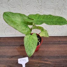 Load image into Gallery viewer, #D32 Philodendron Paraiso Verde