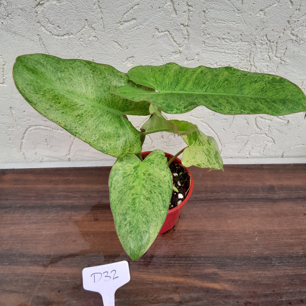 #D32 Philodendron Paraiso Verde