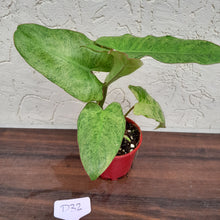 Load image into Gallery viewer, #D32 Philodendron Paraiso Verde