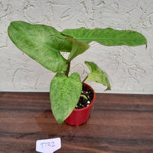 Load image into Gallery viewer, #D32 Philodendron Paraiso Verde
