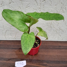 Load image into Gallery viewer, #D32 Philodendron Paraiso Verde