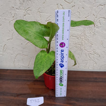 Load image into Gallery viewer, #D32 Philodendron Paraiso Verde