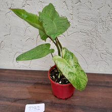 Load image into Gallery viewer, #D32 Philodendron Paraiso Verde
