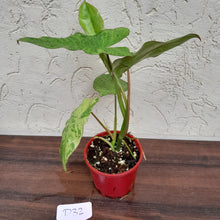 Load image into Gallery viewer, #D32 Philodendron Paraiso Verde
