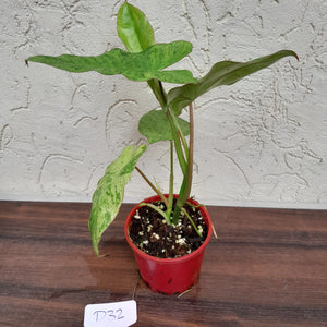 #D32 Philodendron Paraiso Verde