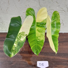 Load image into Gallery viewer, #D8 Variegated Philodendron Burle Marx - Non TC Enliven