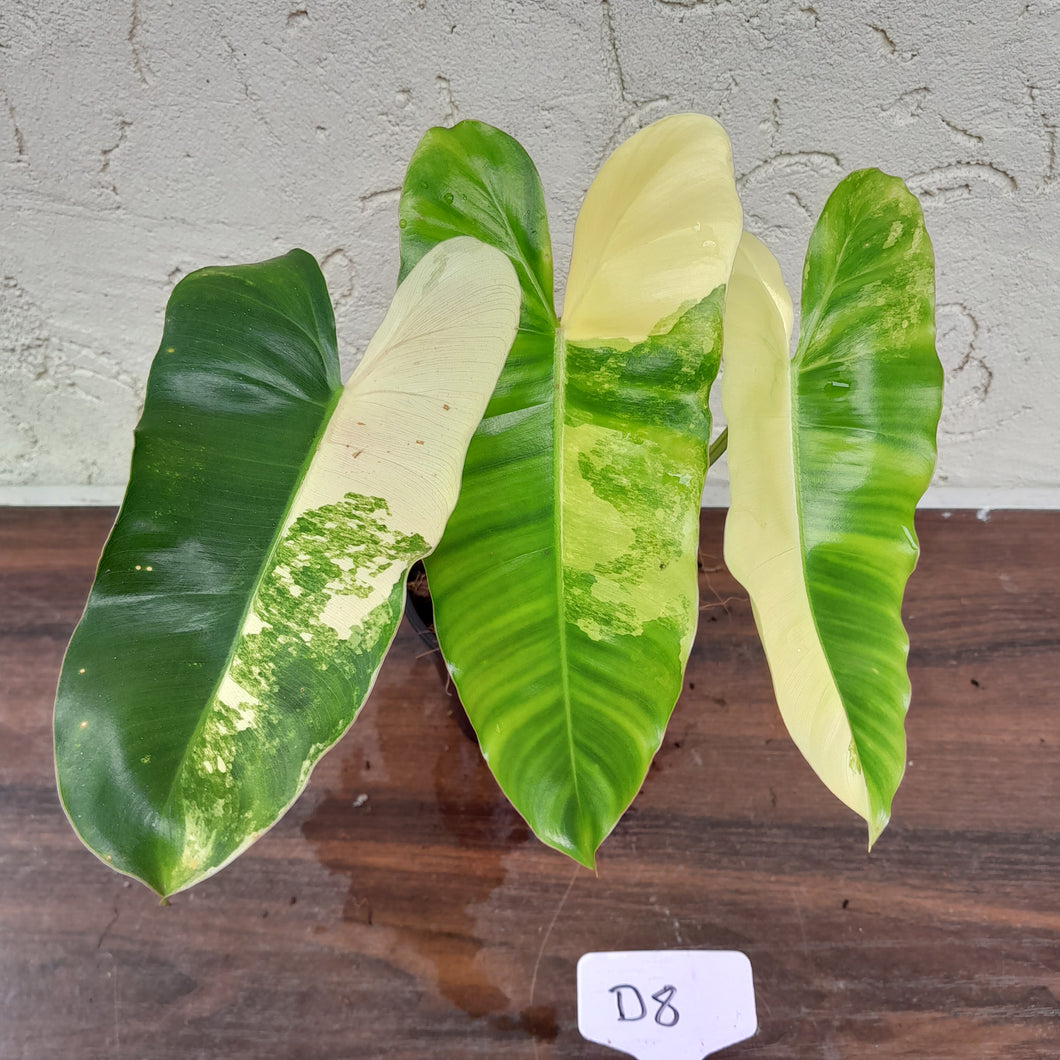 #D8 Variegated Philodendron Burle Marx - Non TC Enliven