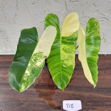 Load image into Gallery viewer, #D8 Variegated Philodendron Burle Marx - Non TC Enliven