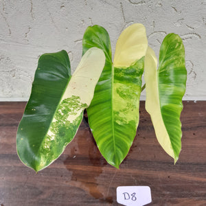 #D8 Variegated Philodendron Burle Marx - Non TC Enliven