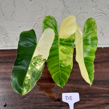 Load image into Gallery viewer, #D8 Variegated Philodendron Burle Marx - Non TC Enliven