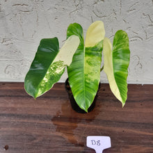 Load image into Gallery viewer, #D8 Variegated Philodendron Burle Marx - Non TC Enliven