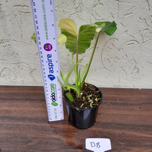 #D8 Variegated Philodendron Burle Marx - Non TC Enliven