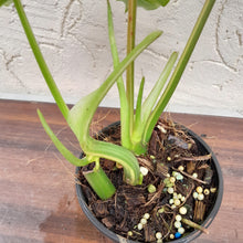 Load image into Gallery viewer, #D8 Variegated Philodendron Burle Marx - Non TC Enliven