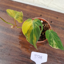 Load image into Gallery viewer, #D38 Variegated Philodendron Hederaceum var. Hederaceum (Micans)