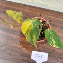 Load image into Gallery viewer, #D38 Variegated Philodendron Hederaceum var. Hederaceum (Micans)