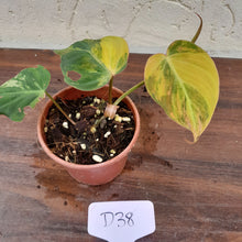 Load image into Gallery viewer, #D38 Variegated Philodendron Hederaceum var. Hederaceum (Micans)