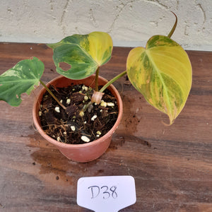 #D38 Variegated Philodendron Hederaceum var. Hederaceum (Micans)