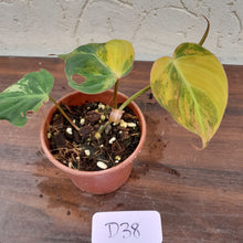 Load image into Gallery viewer, #D38 Variegated Philodendron Hederaceum var. Hederaceum (Micans)