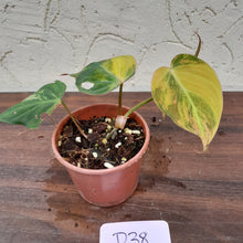 Load image into Gallery viewer, #D38 Variegated Philodendron Hederaceum var. Hederaceum (Micans)