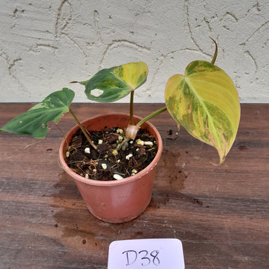 #D38 Variegated Philodendron Hederaceum var. Hederaceum (Micans)