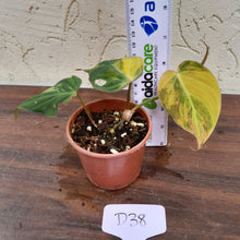 Load image into Gallery viewer, #D38 Variegated Philodendron Hederaceum var. Hederaceum (Micans)