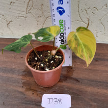 Load image into Gallery viewer, #D38 Variegated Philodendron Hederaceum var. Hederaceum (Micans)