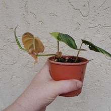 Load image into Gallery viewer, #D38 Variegated Philodendron Hederaceum var. Hederaceum (Micans)