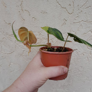 #D38 Variegated Philodendron Hederaceum var. Hederaceum (Micans)