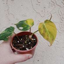 Load image into Gallery viewer, #D38 Variegated Philodendron Hederaceum var. Hederaceum (Micans)
