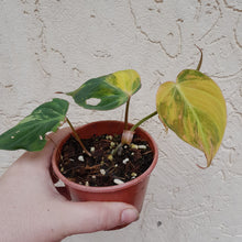 Load image into Gallery viewer, #D38 Variegated Philodendron Hederaceum var. Hederaceum (Micans)