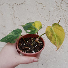 Load image into Gallery viewer, #D38 Variegated Philodendron Hederaceum var. Hederaceum (Micans)