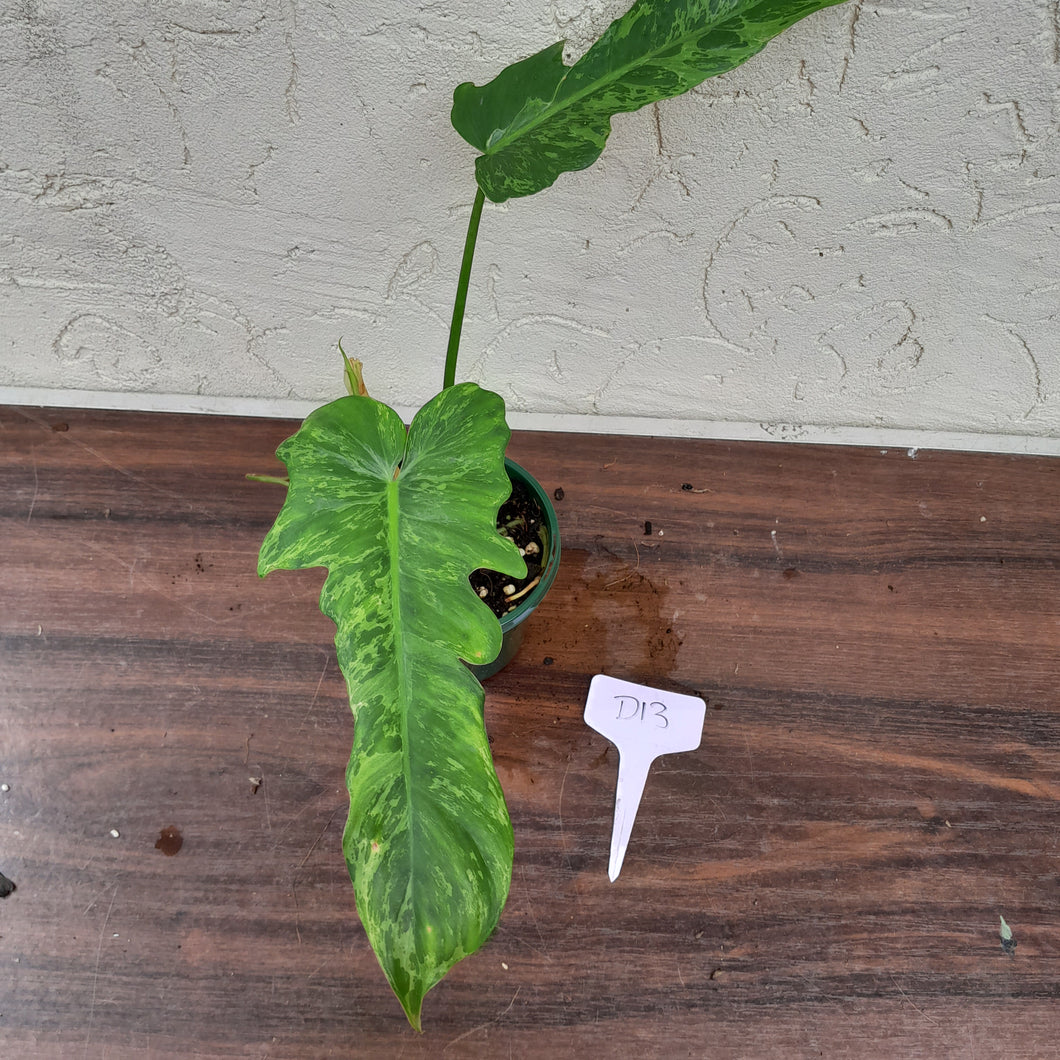 #D13 Philodendron Golden Dragon