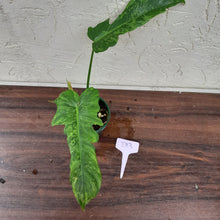 Load image into Gallery viewer, #D13 Philodendron Golden Dragon
